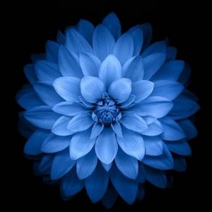 Meet your Posher, Halle